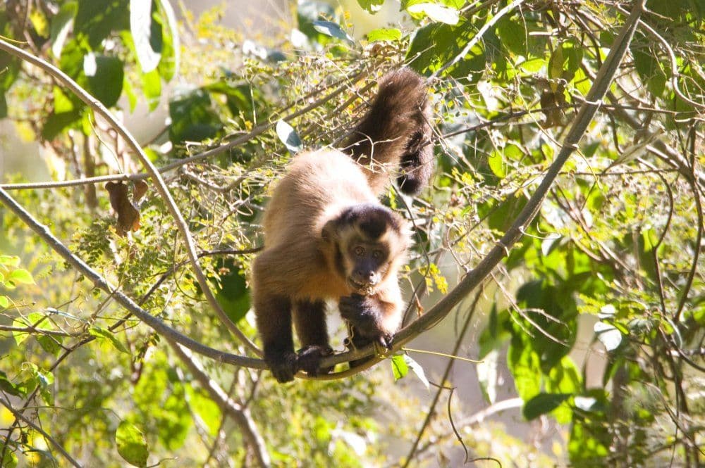 Parque Nacional Aguaragüe