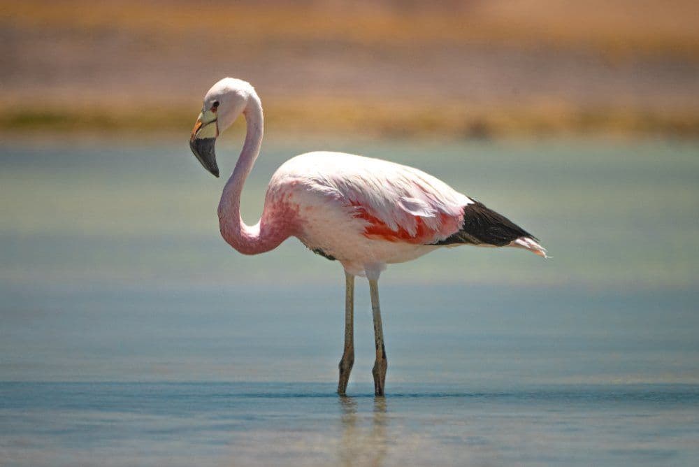 Laguna Santa Rosa
