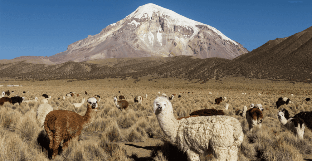 Nevado de Sajama