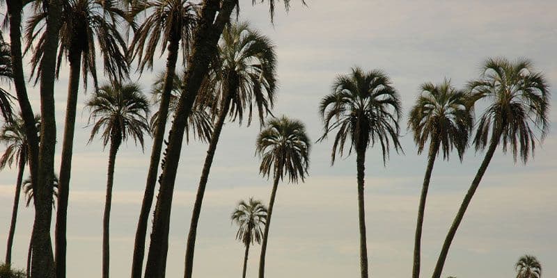 Parque Nacional El Palmar