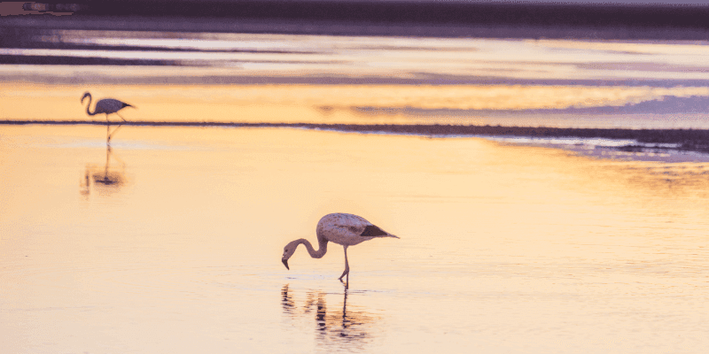Reserva Nacional Los Flamencos