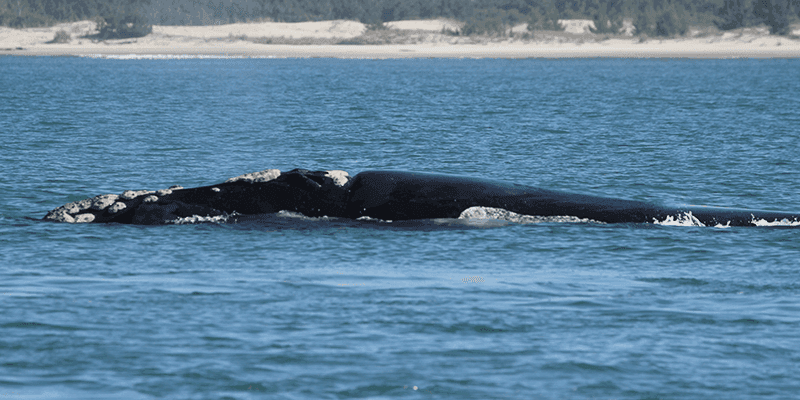 Área de Protección Ambiental de Ballena Franca (Imbituba - Garopaba - Laguna)