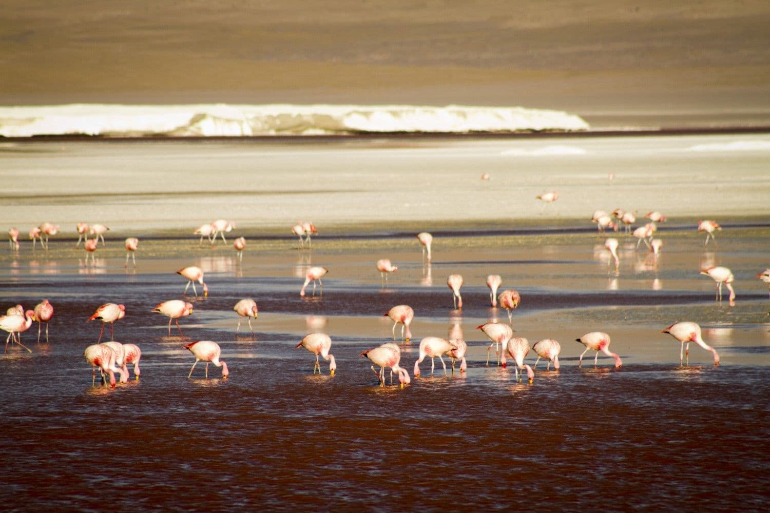 Reserva Nacional de Fauna Andina Eduardo Avaroa