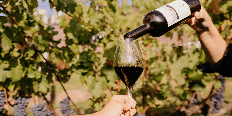 Vinos de Altitud Terroir