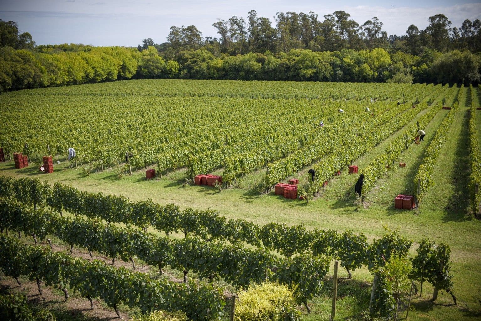 Litoral del Río Uruguay: el legado del Tannat