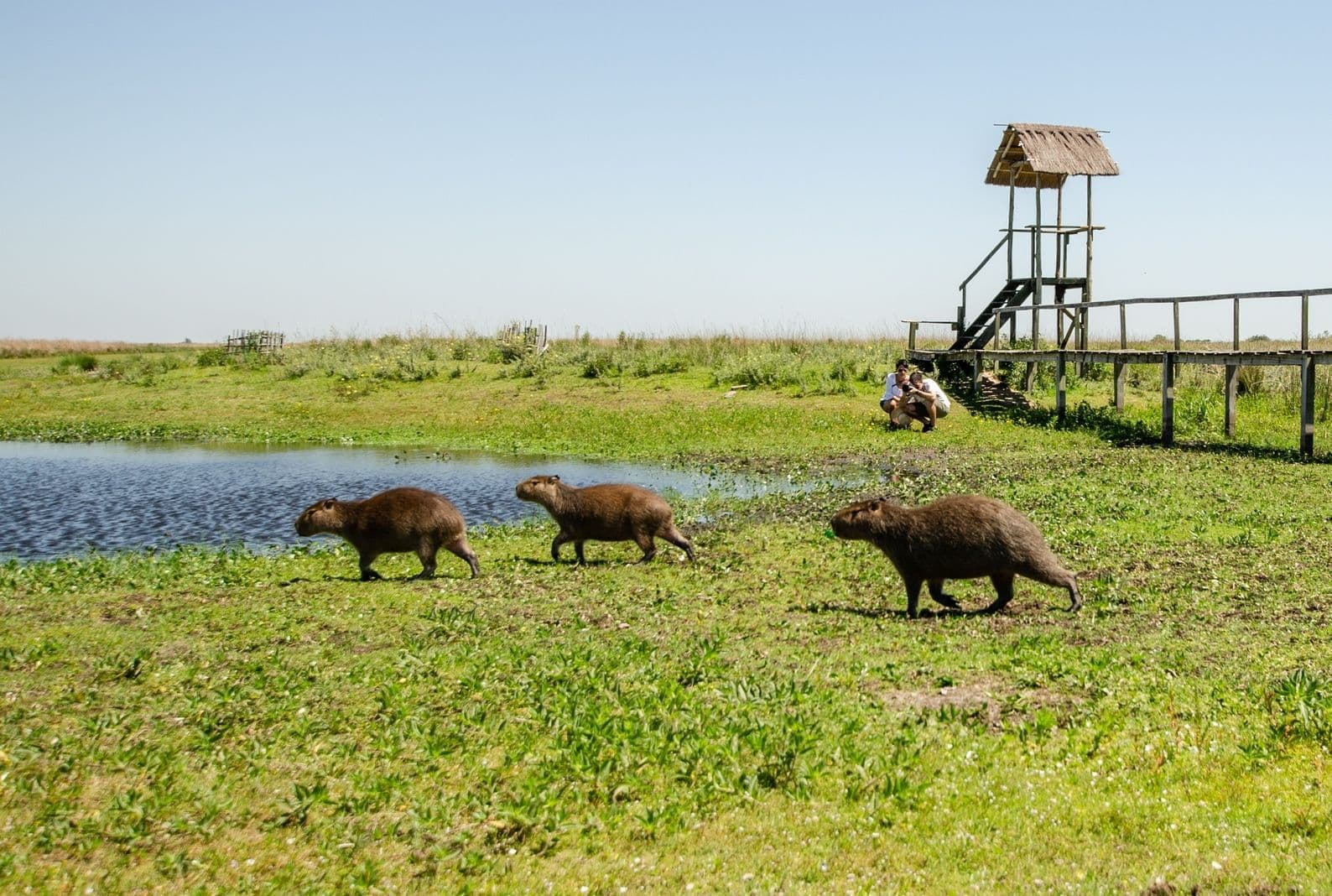 Esteros del Iberá