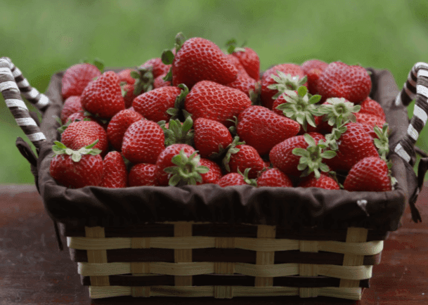 Frutas de pepita en el Alto Valle del río Negro