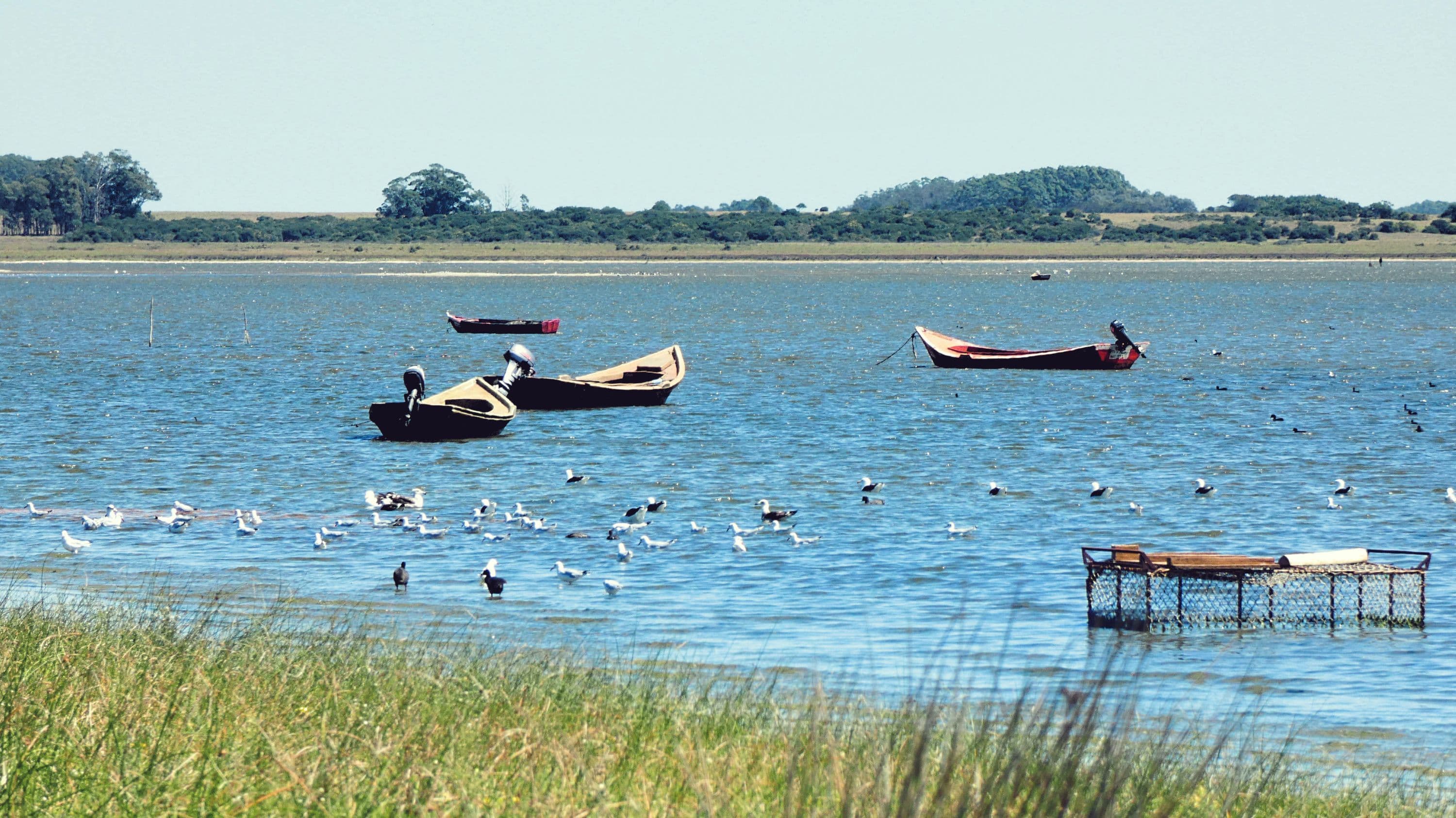 Laguna de Rocha