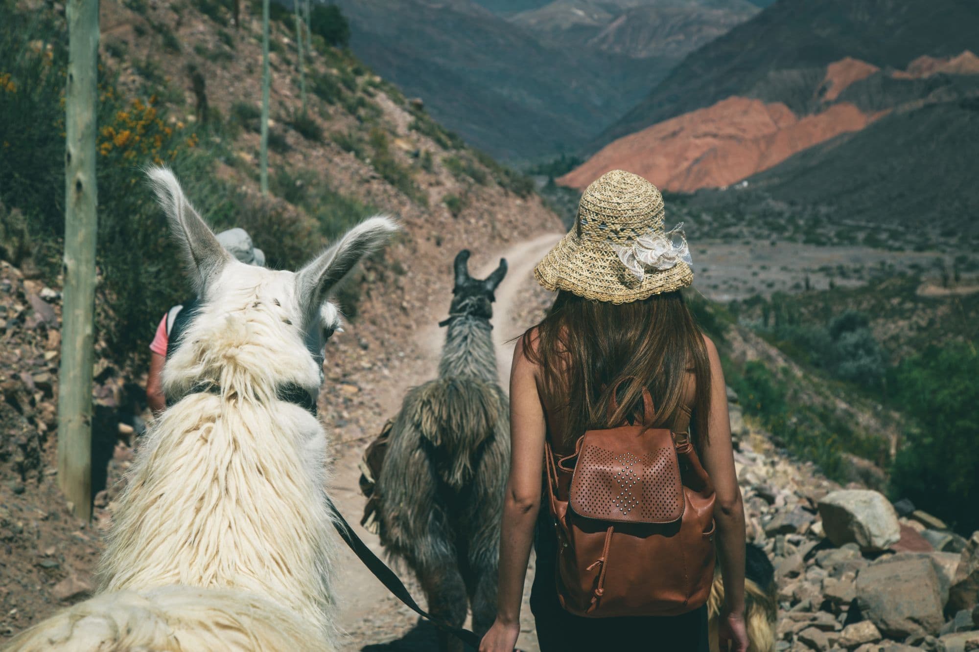 Senderismo con llamas en Jujuy