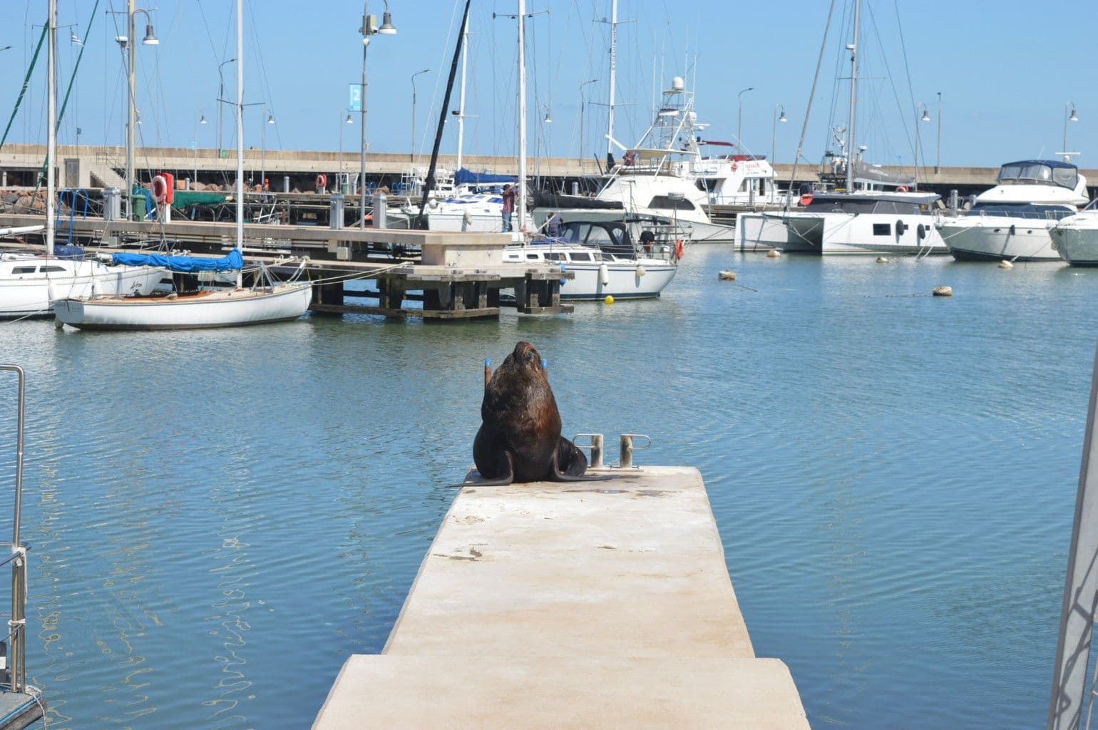SOS Rescate de Fauna Marina