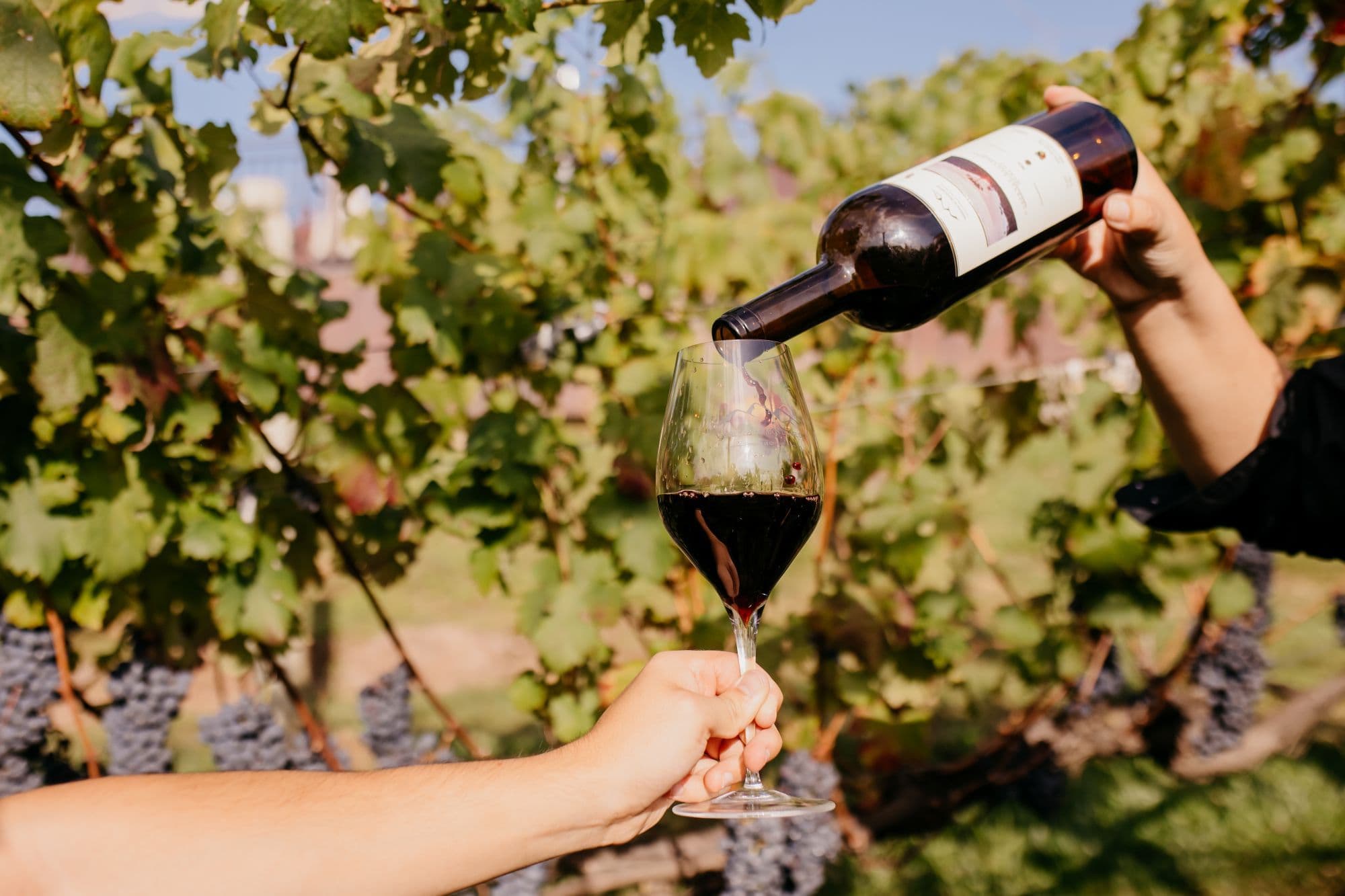 Vinhos de Altitude de Santa Catarina